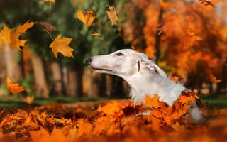 Обои осень, борзая, собака, пёс, животное, парк, листопад, листья, голова, природа