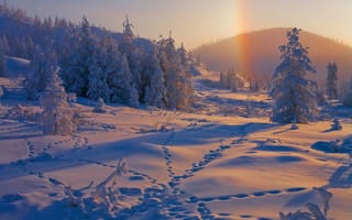 Картинка Владимир Рябков, следы, зима, снега, холмы, пейзаж, ели, перевал, Саха, Якутия, природа, деревья, радуга