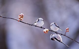 Картинка птички, ветка, ягоды, природа, снег, зима