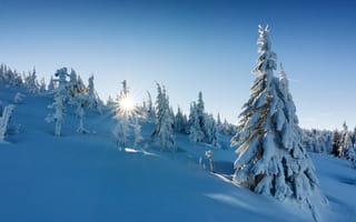 Картинка Польша, снег, лучи, зима, пейзаж, природа, склон, деревья, ели, солнце