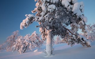 Картинка природа, сосна, зима, пейзаж, дерево, деревья, снег