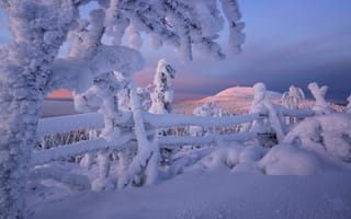 Картинка природа, деревья, забор, леса, ветки, снег, пейзаж, Лапландия, Финляндия, утро, холм, зима, сугробы
