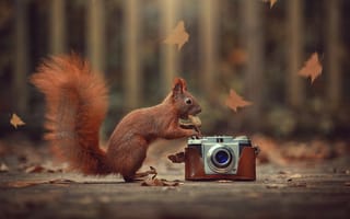 Обои осень, природа, белка, животное, зверёк, грызун, листья, фотоаппарат, орех, Ahmed Hanjoul