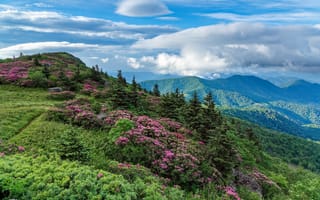 Картинка Роан Хайлендс, небо, природа, горы, холм, азалия, пейзаж, Северная Каролина, деревья, Грасси-Ридж, облака, цветы, кустарник