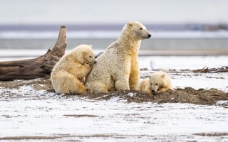 Обои животные, три медведя, хищники, снег, коряга, белые, медведи, медвежата, медведица, детёныши, природа, зима