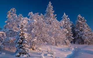 Картинка природа, снег, пейзаж, зима, Финляндия, ели, Лапландия, сугробы, деревья