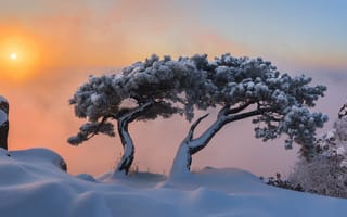 Картинка зима, сосны, Корея, природа, утро, горы, jae youn Ryu, рассвет, деревья, снег, пейзаж