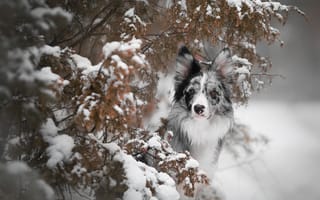 Картинка животное, природа, зима, бордер-колли, морда, ветки, снег, собака, пёс