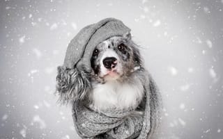 Обои животное, зима, шарф, пёс, собака, взгляд, шапка, снег, бордер-колли