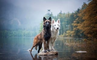 Картинка Две, озеро, собаки
