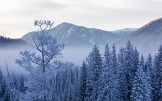 Картинка Канас, зимой, Китай, деревья, снег, природа, пейзаж