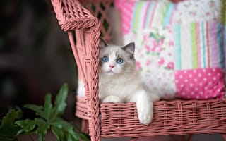 Картинка животное, рэгдолл, кошка, кресло, подушки, кот, листья