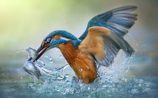 Картинка Roberto Aldrovandi, улов, зимородок, птицы мира, брызги, вода, рыбка, птица