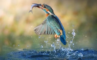 Картинка Roberto Aldrovandi, рыбка, взлёт, птицы мира, вода, зимородок, брызги, птица, улов