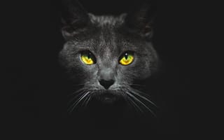 Картинка Черный, темнота, кошка, желтые глаза