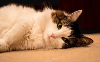Картинка кот, котейка, кошка, зелёные глаза