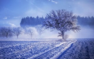 Обои природа, деревья, снег, зима, пейзаж