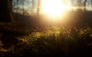 Картинка трава, солнце, утро