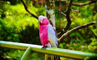 Картинка птица, розовый, попугай, сидит