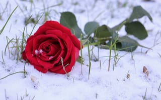 Картинка природа, зима, снег, роза, цветок
