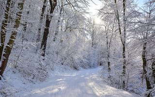 Обои зима, снег, деревья, лес