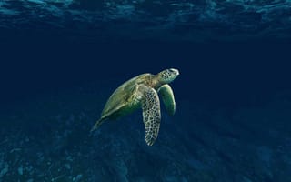 Картинка черепаха, минимализм, море