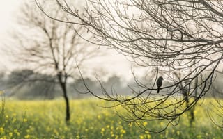 Картинка весна, птица, деревья, ветки