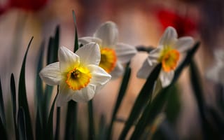 Картинка цветы, нарциссы, флора, весна, Неля Рачкова
