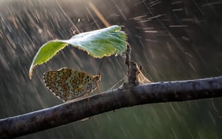 Картинка природа, Roberto Aldrovandi, листок, ветка, бабочка, дождь, зонтик