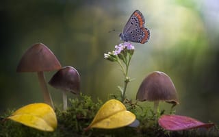 Картинка цветок, бабочка, природа, мох, поганки, грибы, боке, Roberto Aldrovandi, макро, листья