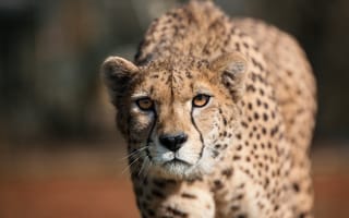 Картинка гепард, дикая природа, хищник, взгляд