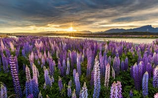 Картинка Новая Зеландия, пейзаж, цветы, закат, лучи, горы, солнце, река, природа, люпины, поля