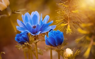 Картинка анемон, синий, цветы