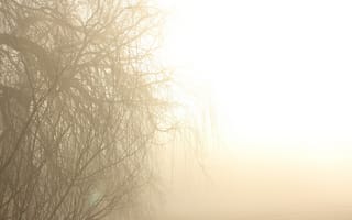 Картинка дерево, ветки, утро, туман