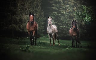 Картинка Три, деревья, лошади бегут, туман