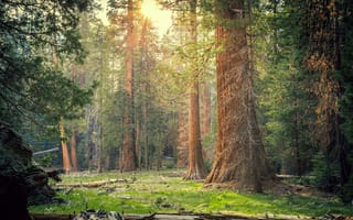 Картинка Лес, Природа, Калифорния, Sequoia National Park, Деревья