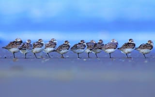 Картинка птицы, берег, голландия