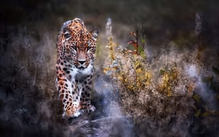 Картинка животное, хищник, трава, леопард, природа, взгляд