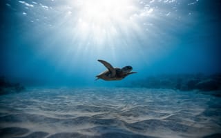 Картинка черепаха, плавание, подводный мир