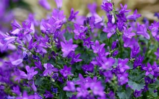 Картинка Лобелия, фиолетовый, цветы