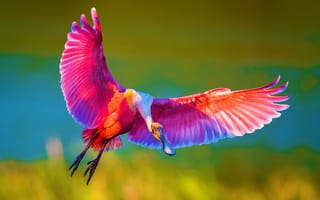 Картинка Roseate колпица, розовый, крылья, птица, полет