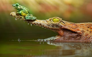 Обои крокодил, лягушка, водоем