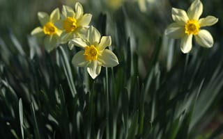Картинка весна, желтый, лепестки, цветы