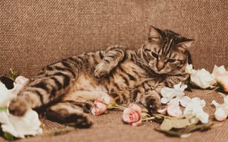 Картинка кошка, розы, лепестки