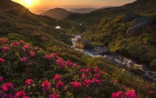 Картинка солнце, рододендроны, лучи, природа, Lazar Ioan Ovidiu, Румыния, горы, закат, пейзаж, камни, ручей