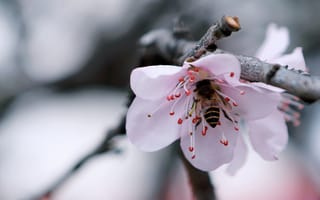 Картинка природа, цветы, весна, пчела, насекомое, цветение, ветка, макро