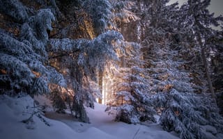 Картинка Forest, Winter, Sunlight, Snow
