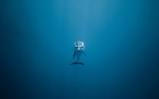 Картинка Dolphin, дельфин