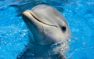 Картинка дельфин, крупный план