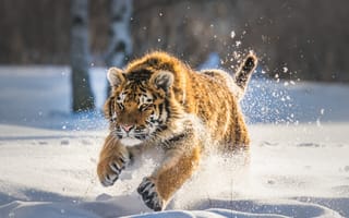 Картинка животное, хищник, бег, зима, природа, снег, тигр